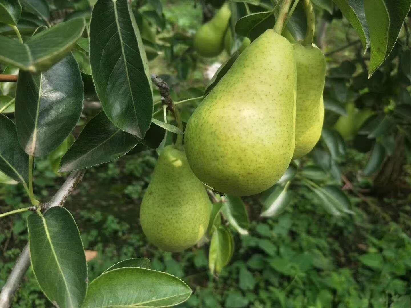 «ͷ׶ˮ5